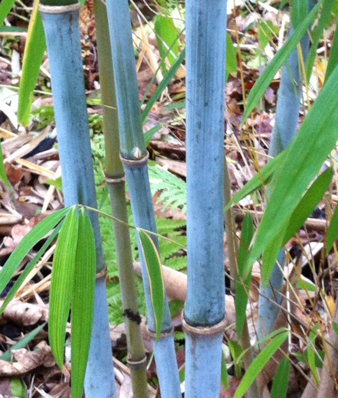 Blue bloom on culms of Borinda papyrifera