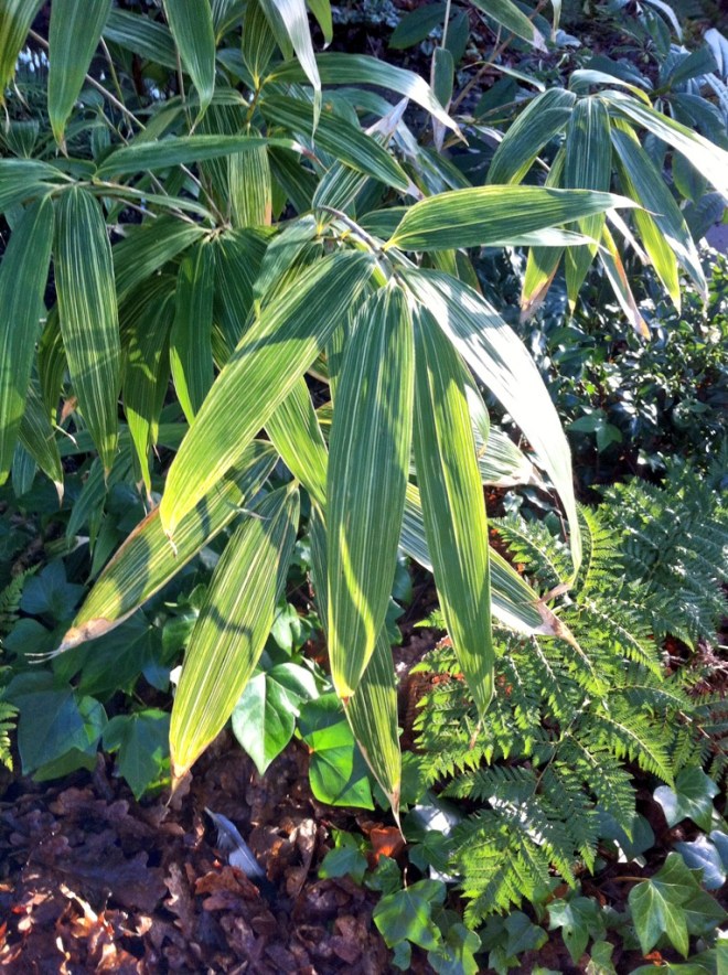 Sasa kurilensis 'Shimofuri'