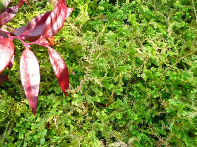 Selaginella kraussiana