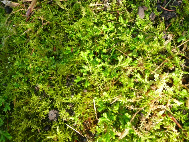 Moss growing through Selaginella kraussiana