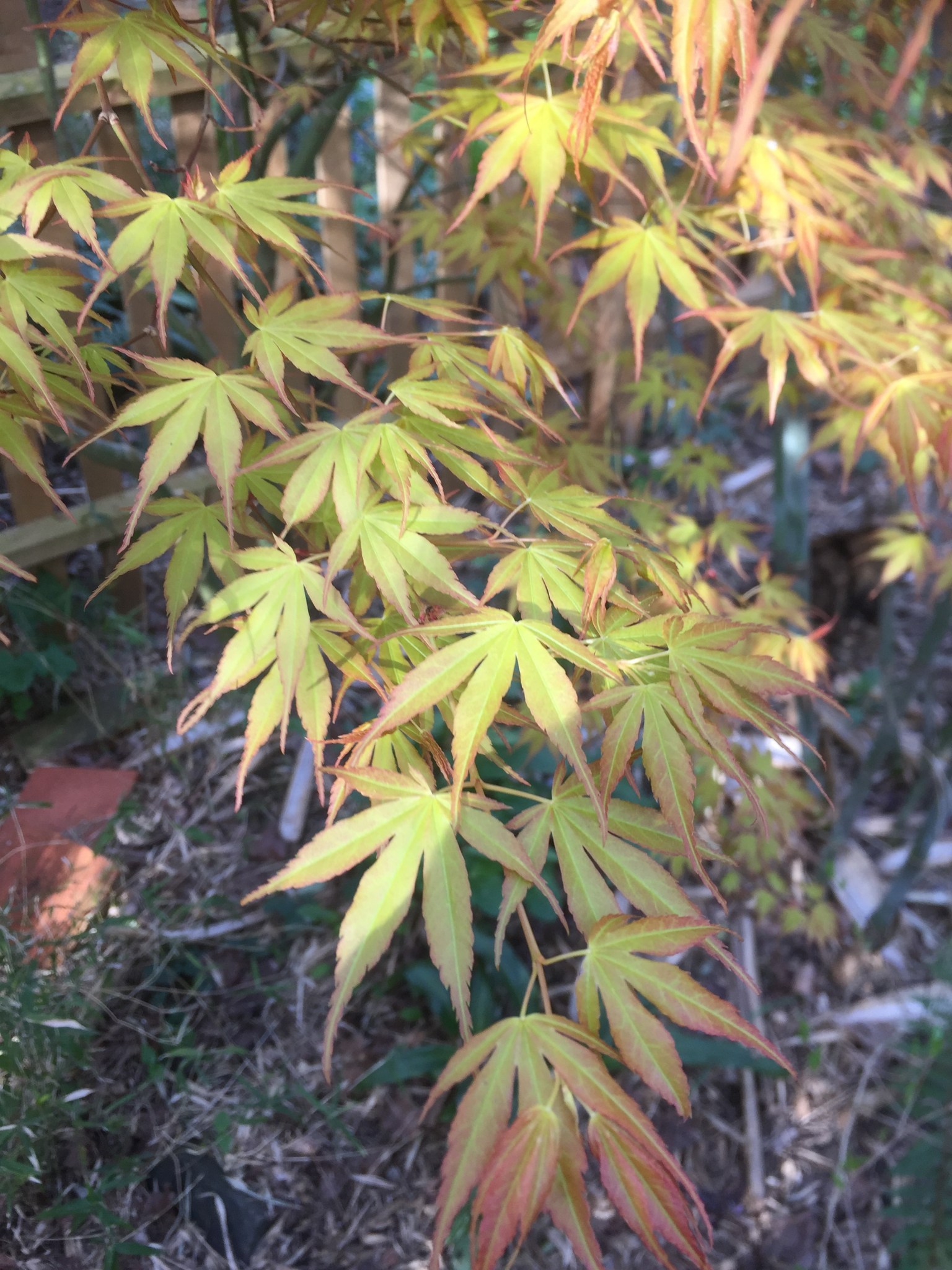 Frogs’ hands and floating clouds the names of Japanese Maples