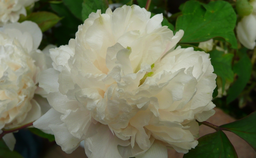 National Beauty and Heavenly Fragrance: the Chinese Peony