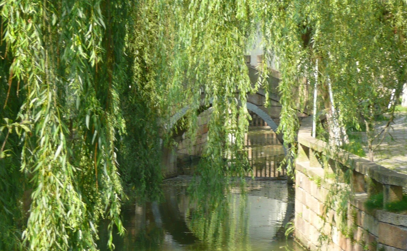 Willows in the Chinese garden