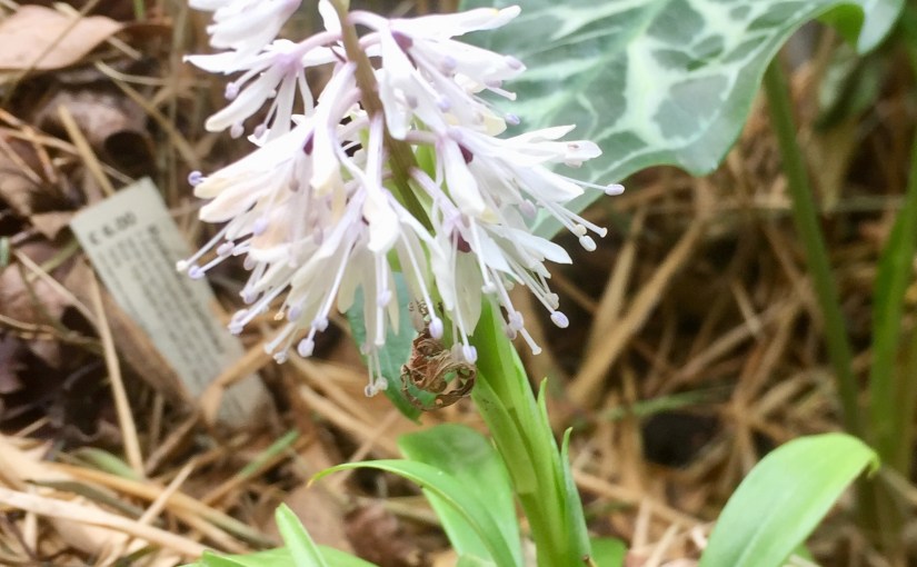Plant Profile: Ypsilandra&nbsp;thibetica