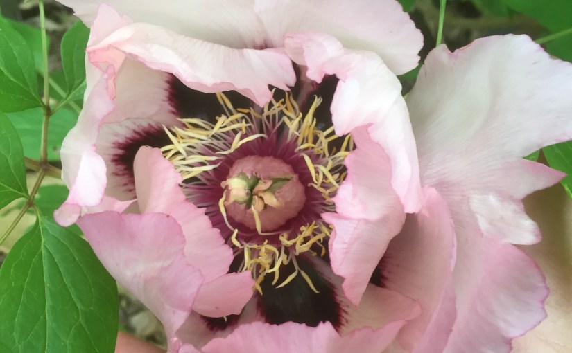 The Mother Of&nbsp;Gardens