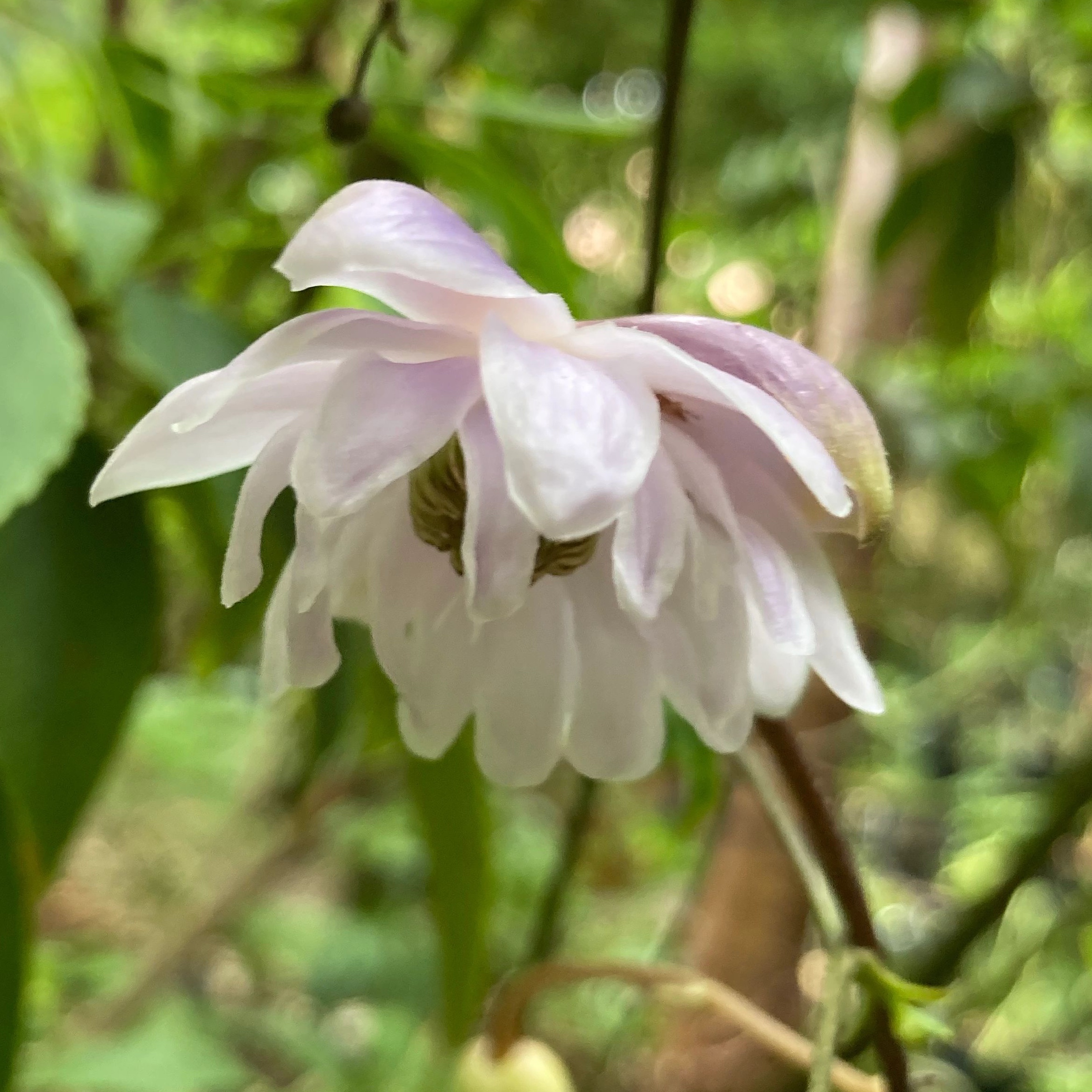 Plant profile: Anemonopsis macrophylla – Japonica Plants Nursery
