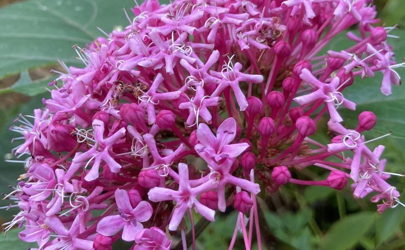 Plant profile: Clerodendrum&nbsp;bungei