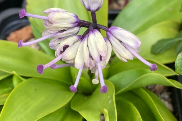 A new National Collection of Heloniopsis and Ypsilandra